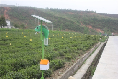 我县茶园装上太阳能多功能扇吸式捕虫器 
