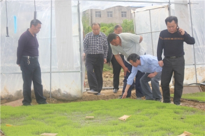 房县力推水稻集中育秧助春耕 