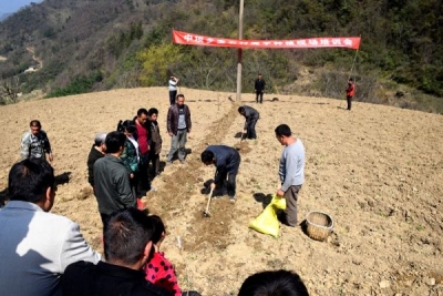 房县魔芋春播工作掀起高潮