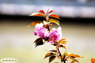 沙河乡四条措施抓好国家安全宣传教育日活动 