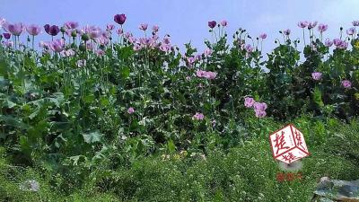 油菜地开出800多株“毒之花” 老汉种罂粟做卤菜