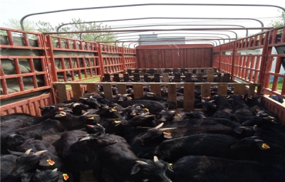 房县：启动黑山羊产业扶贫项目