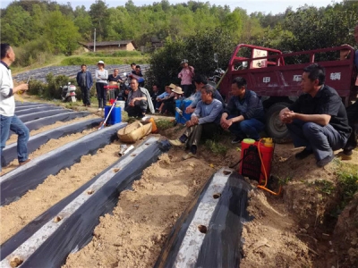  门古寺镇烟叶移栽现场会 