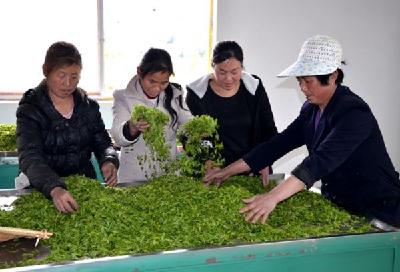 竹山县：又到春茶飘香时