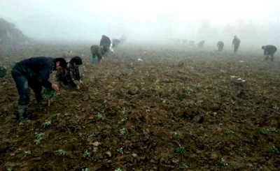 尹吉甫镇发展艾蒿产业助推精准扶贫