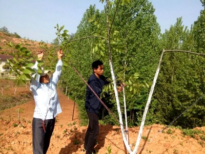 房县林业局加强春季核桃管护 