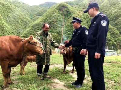村民三头耕牛走失　民警临时充当“放牛娃”