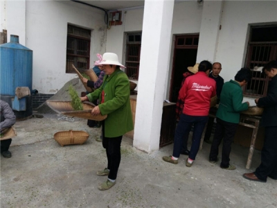 房县2017年春茶开采 