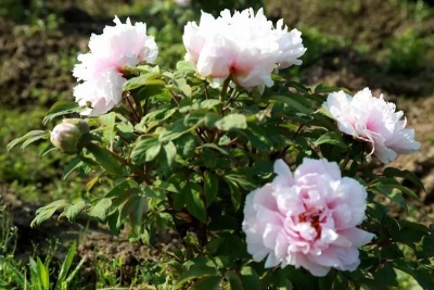 房县住建局“面对面、听期盼”大走访活动见实效