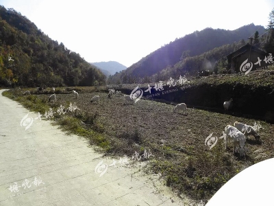 房县羊子山流传几多故事