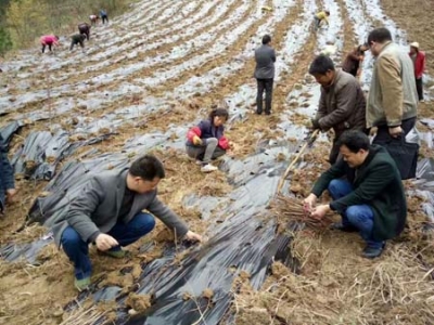 后河产业发展忙