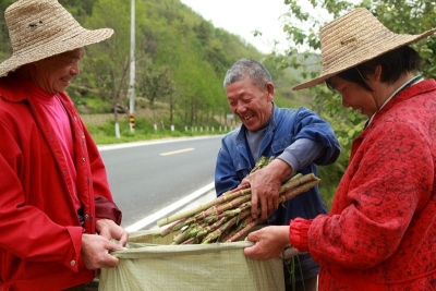 昔日“黄芽杆” 今朝香饽饽