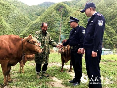 房县：村民三头耕牛走失 民警临时充当“放牛娃”