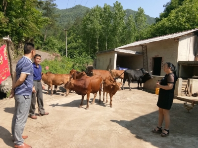 精准扶贫 叫我“牛”起来