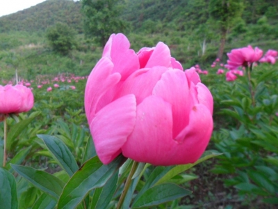 县二中扎实开展第十八个党风廉政建设宣教月活动