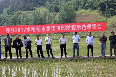 房县全面打响水稻稻水象甲防控歼灭战