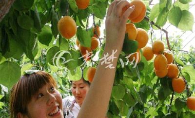 习家店镇：杏花村杏子网上热卖 今年预计可创收300万