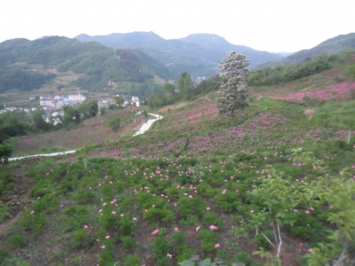 我县组织收看全省盐业体制改革工作视频会