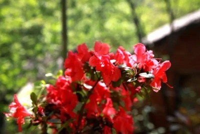 房县文化市场综合执法大队召开履职尽责征求意见恳谈会