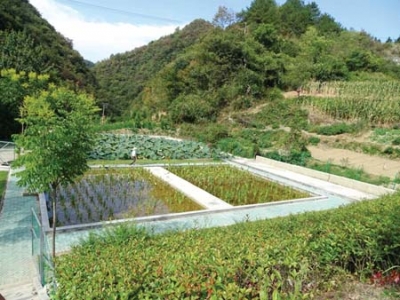 房县大力开展产业扶贫“春种春补”行动  