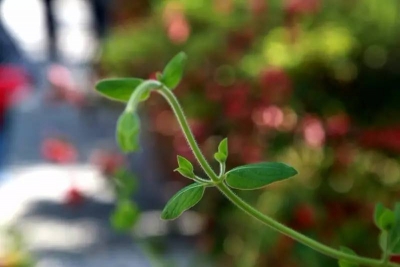 游客骑马摔伤  工商调解获赔600元