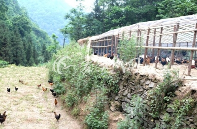 穷山沟成了“希望的田野”  ——竹溪县鄂坪乡磨子沟村变迁侧记