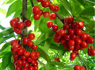 我县组织收看全省秸秆禁烧及工业污染源达标排放视频会