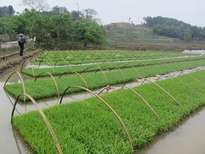 全县完成12万亩水稻栽插任务