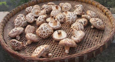 好！消！息！房县花菇走向太空