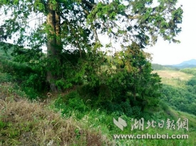 竹山发现一对“夫妻树”铁坚油杉 已360多岁