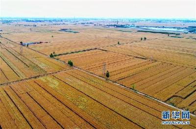 “收割机指数”绘就中国麦收新图景 