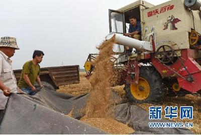 我国北方小麦陆续开镰收割 