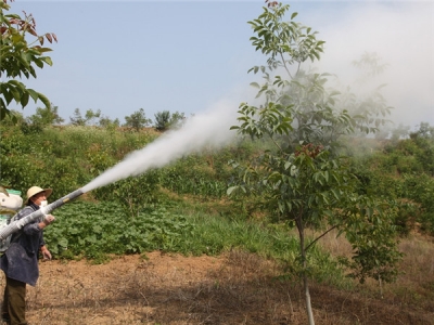 化龙堰镇加强夏季核桃管护