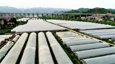 军店镇：产业扶贫多样化 绿色果蔬顶瓜瓜