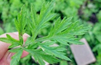 尹吉甫镇艾叶迎来大丰收