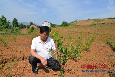【金记者扶贫日记】夏支书四顾李园寻香李 "金果子"种下脱贫新希望