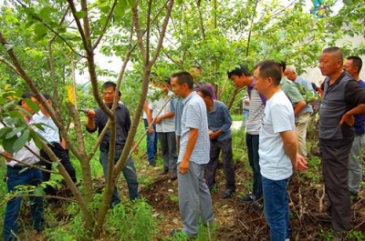 房县首批60余名樱桃种植大户“吃大餐”