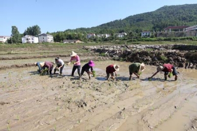 土城镇发展有机稻谷助推精准扶贫
