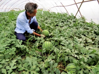 房县城关镇因地制宜发展樱桃+产业  鼓起农民“钱袋子”