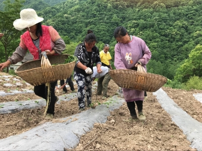 野人谷镇马里村抢抓时节进行辣椒移植