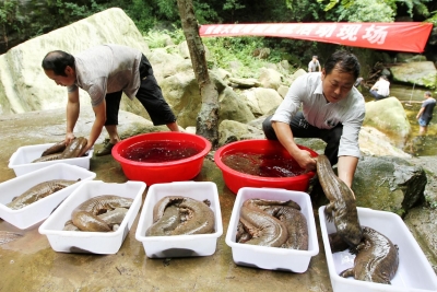 房县成为全国四大野生大鲵主产区