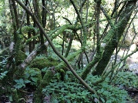   游房县岩屋沟景区