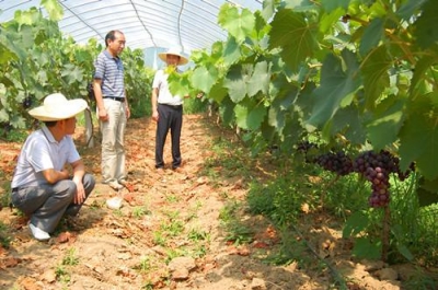 家庭农场里话增收