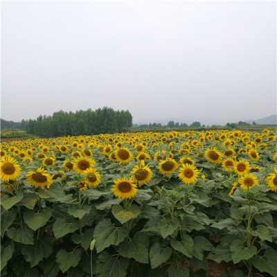 化龙堰镇油葵进入盛花期 成为一道风景