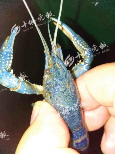 网友抓到"阿凡达"小龙虾，能吃吗？
