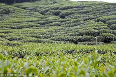 白鹤镇“六好”举措奋力打造“产业综合园”