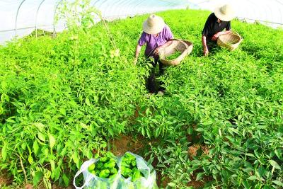 化龙堰“三围绕”谋划产业发展