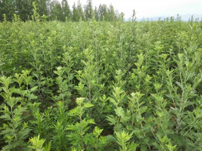 尹吉甫镇精准扶贫十大产业基地之贵波中药材500亩艾草基地 