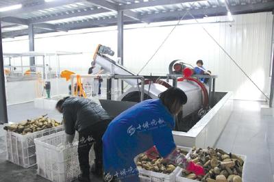 竹溪县首条藕粉生产线建成投产