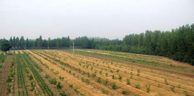 美好生活，即将在希望的田野上绽放